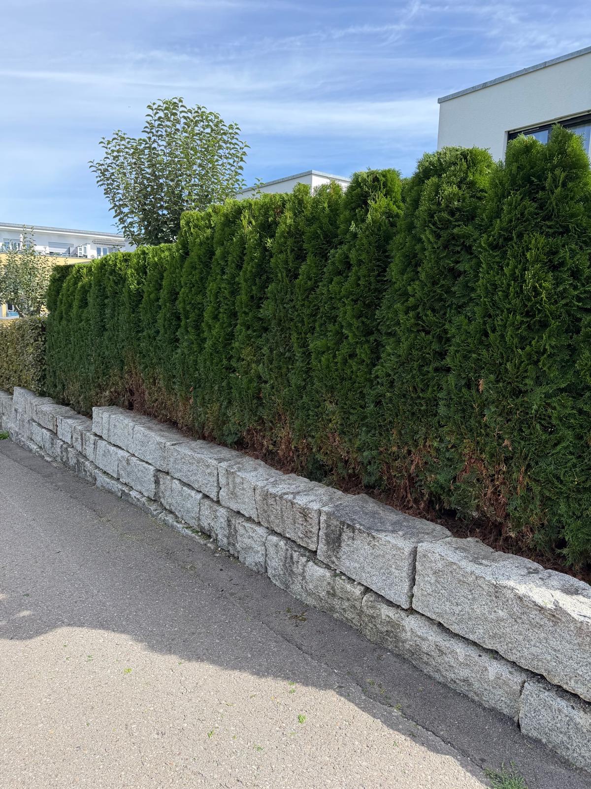 Vorher: ausgewachsene, ungleichmäßige Thuja-Hecke hinter einer Natursteinmauer