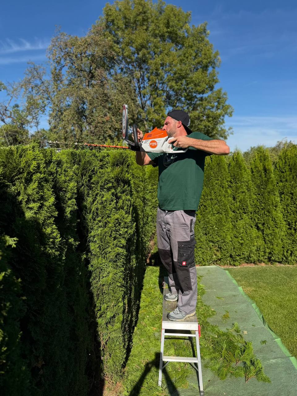 Jochen schneidet eine hohe Thuja-Hecke von einer Leiter aus